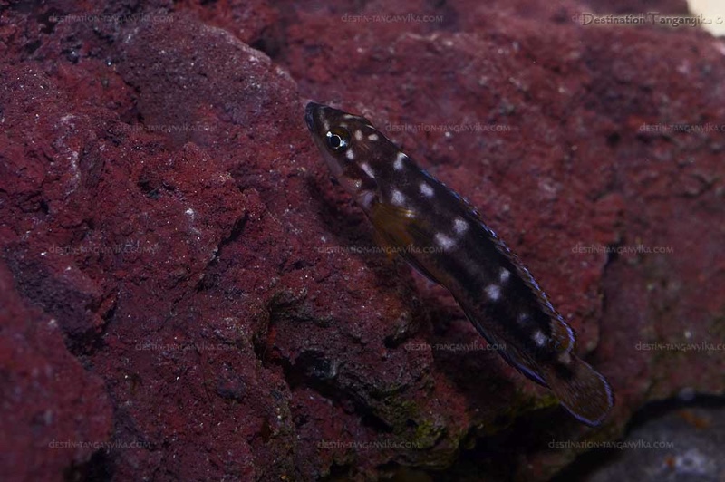 Julidochromis sp. 'ornatus kapampa' Kazia